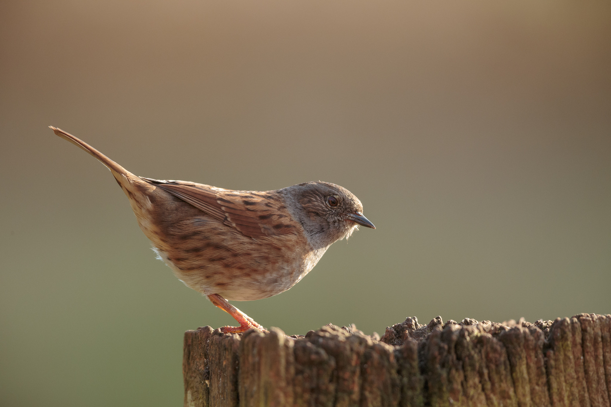 Canon EOS-1D X + Canon EF 500mm F4L IS II USM sample photo. Dunnock photography