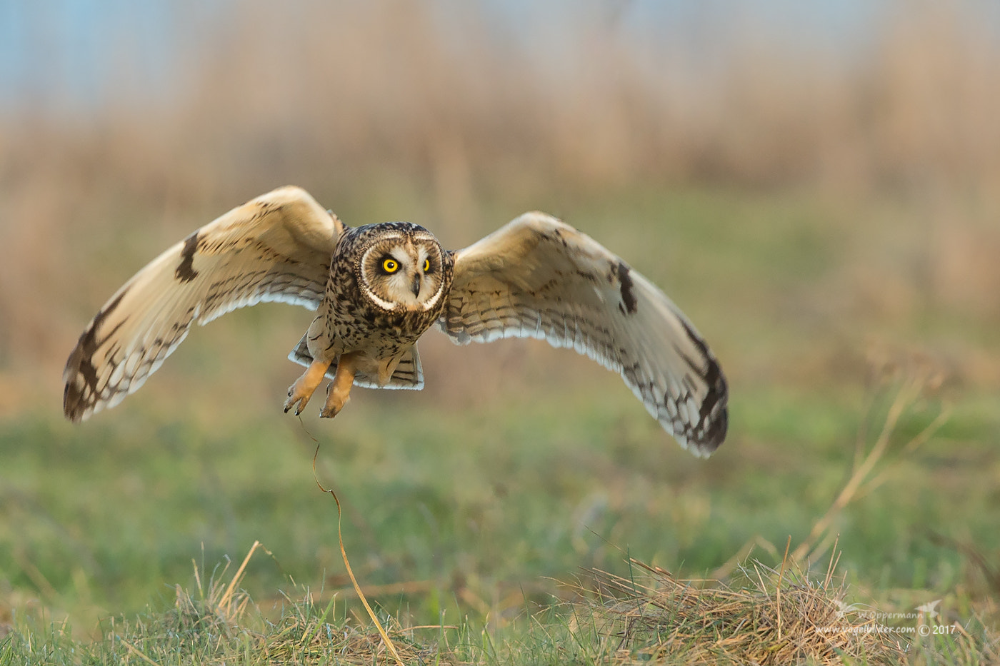 Canon EF 600mm F4L IS II USM sample photo. Sumpfohreule / short-eared owl photography
