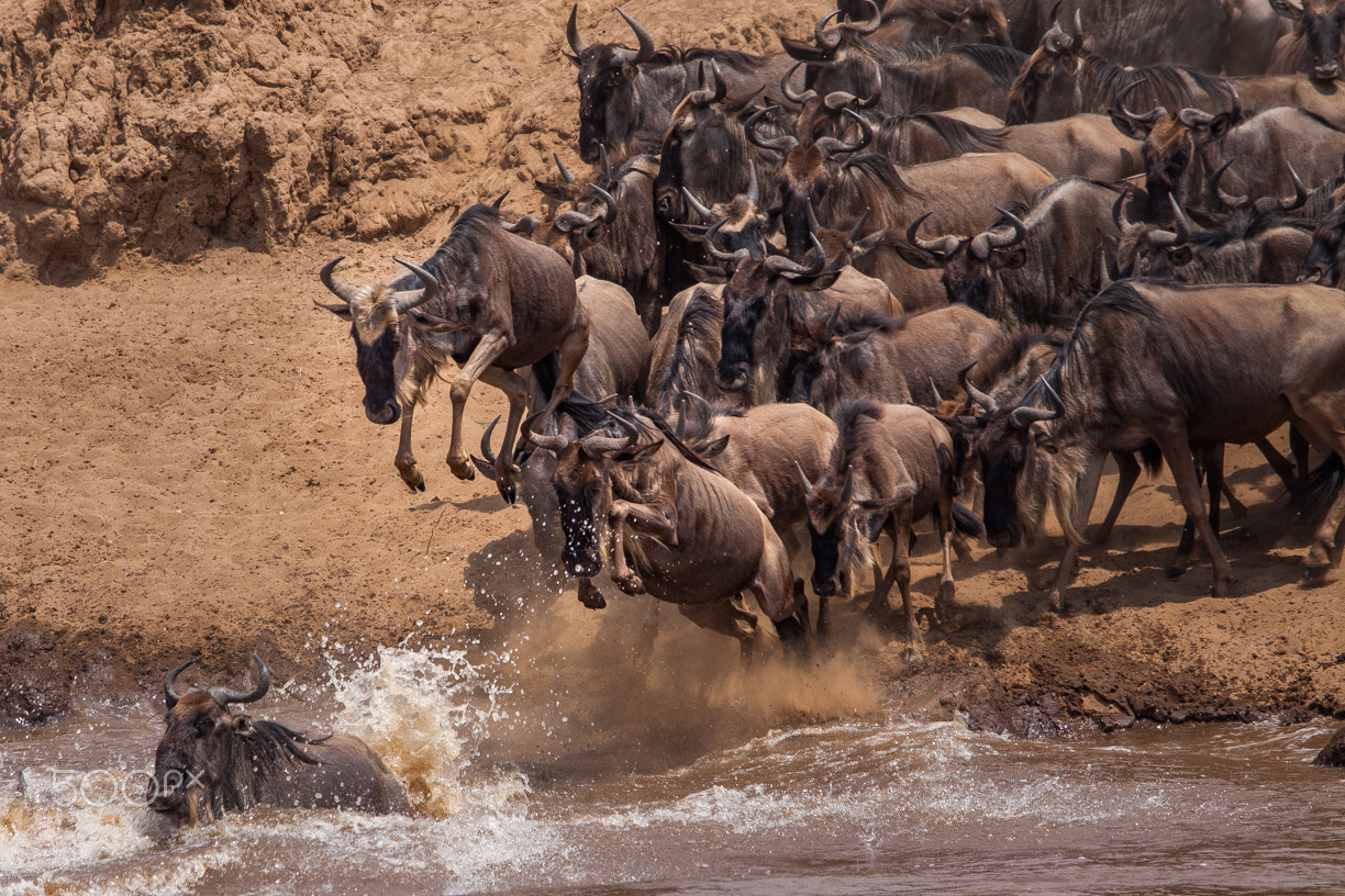 Canon EOS 50D + Canon EF 100-400mm F4.5-5.6L IS USM sample photo. The great migration photography