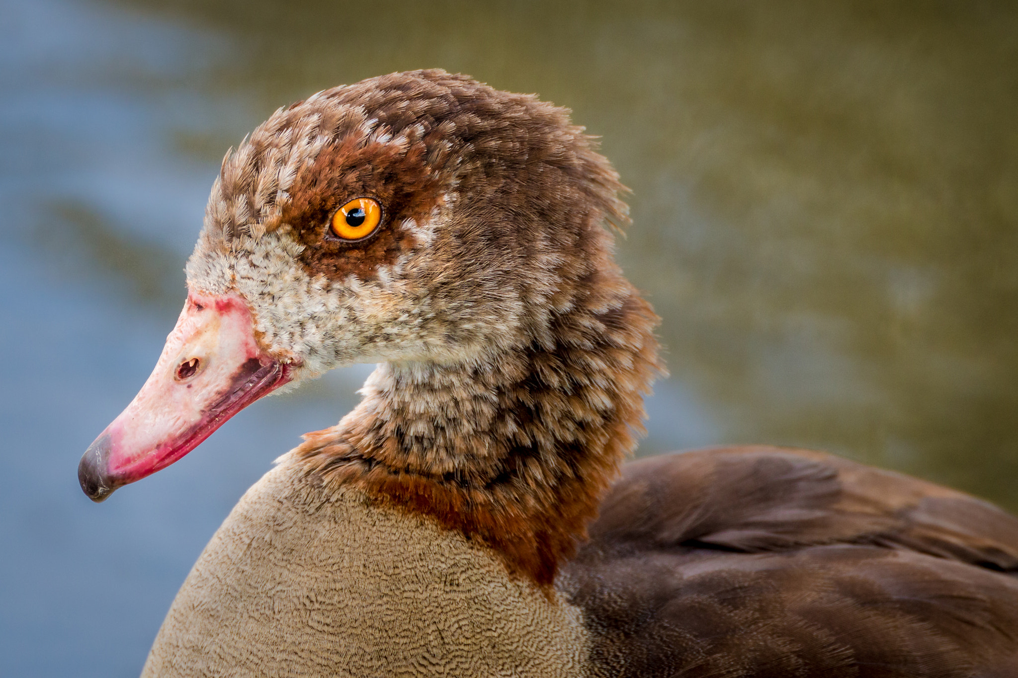 Canon EOS 70D + Sigma 50-500mm F4.5-6.3 DG OS HSM sample photo. Portrait of a duck photography