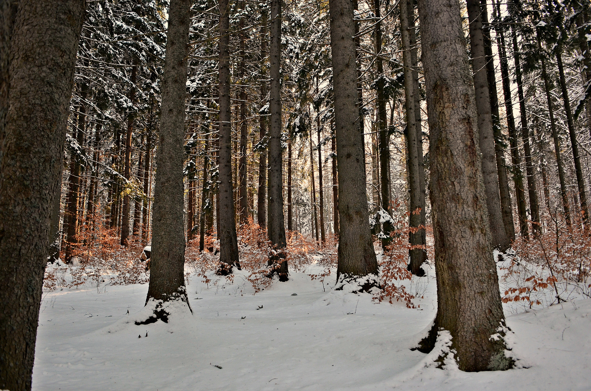 Nikon D7000 + Sigma 18-50mm F2.8-4.5 DC OS HSM sample photo. Winter forest photography