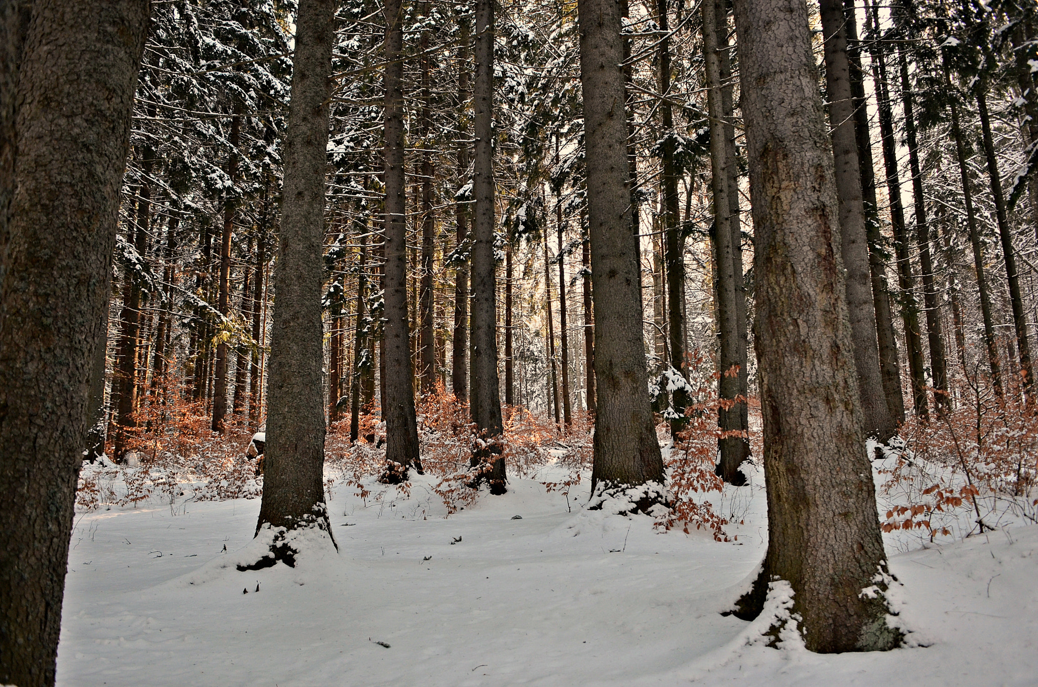 Sigma 18-50mm F2.8-4.5 DC OS HSM sample photo. Winter forest photography