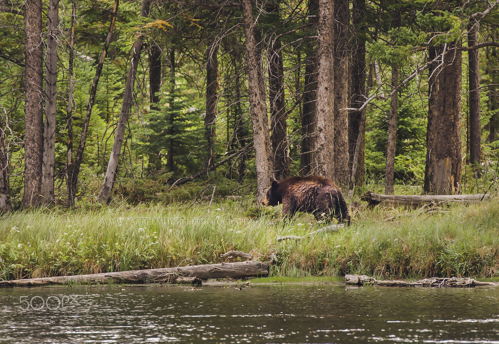 Nikon AF-S Nikkor 70-200mm F2.8G ED VR II sample photo. Grizzly bear photography