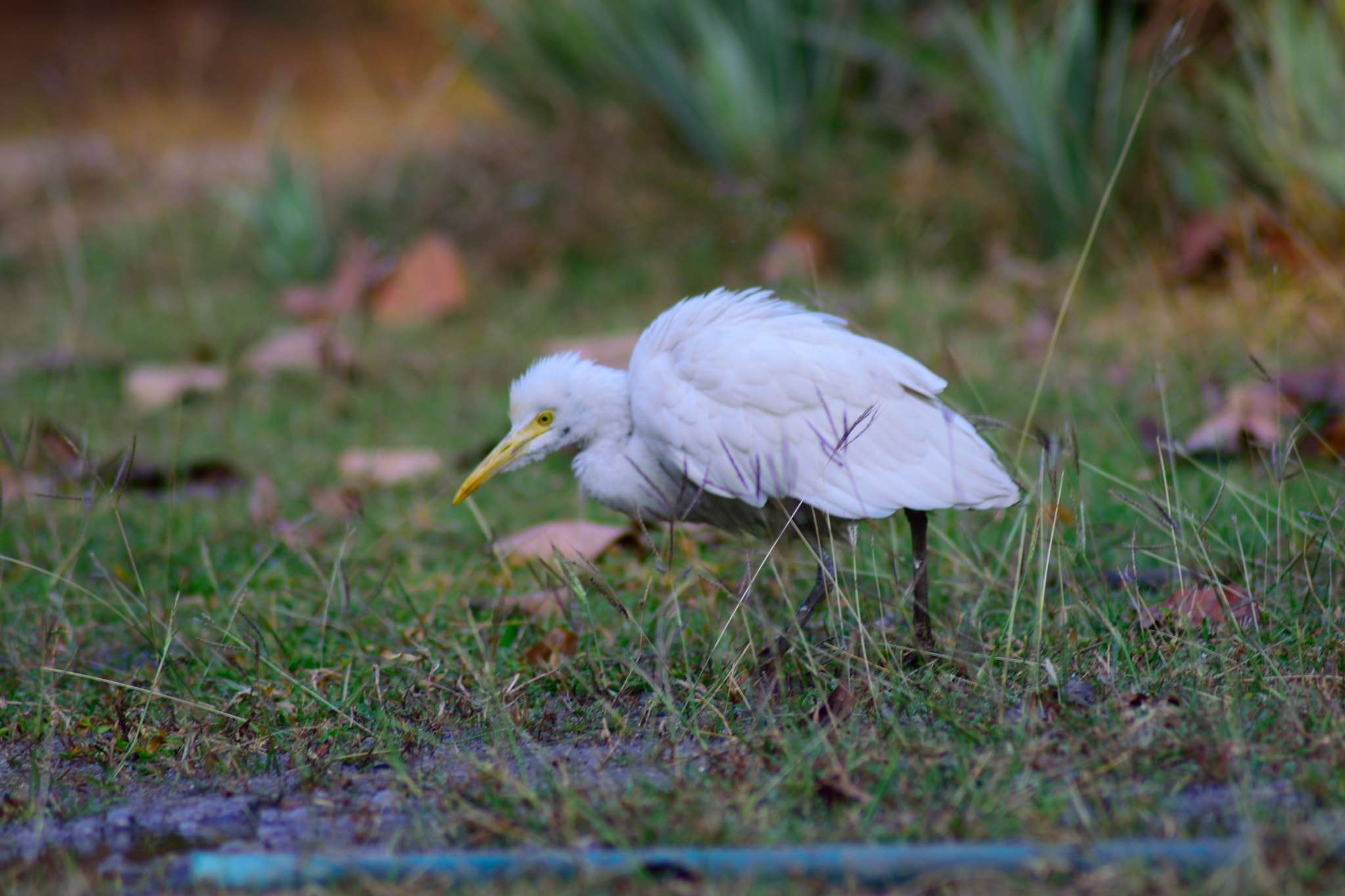 Nikon AF Nikkor 70-300mm F4-5.6G sample photo