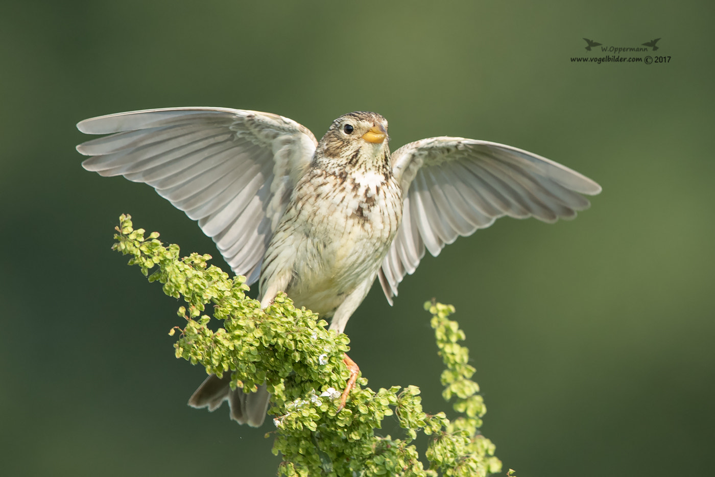Canon EF 600mm F4L IS II USM sample photo. Grauammer / corn bunting photography