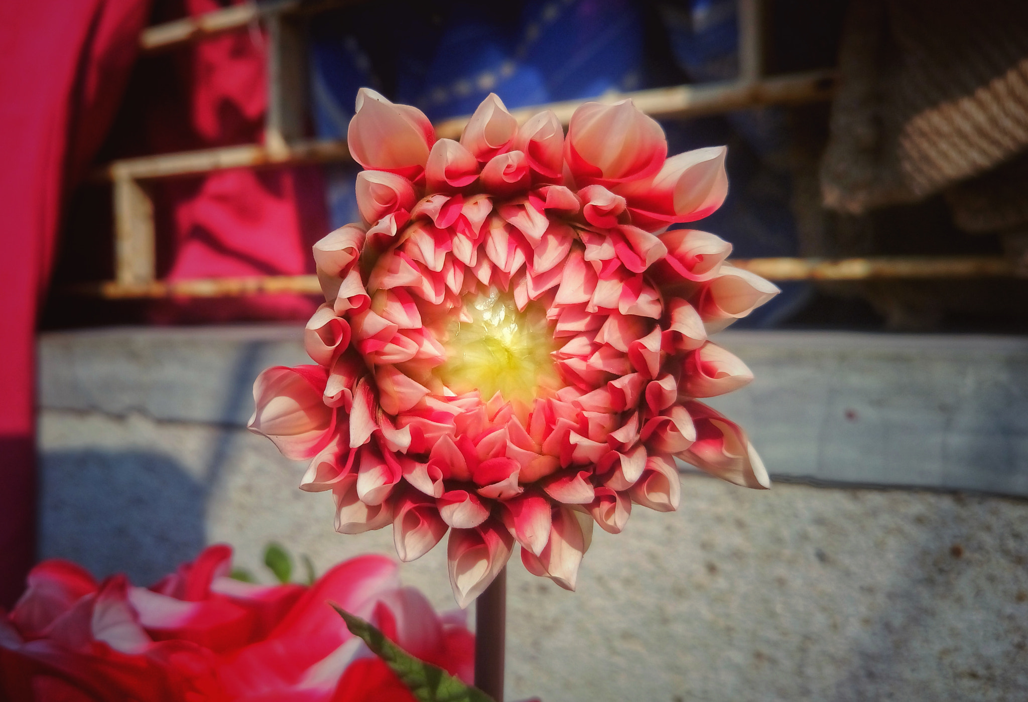 Sony Xperia M5 Dual sample photo. New born  photography