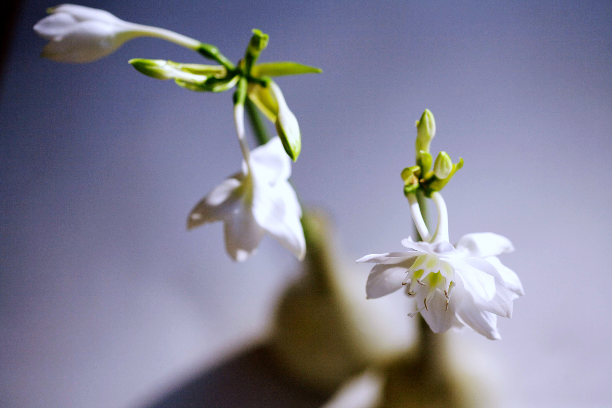 Canon EF 100mm F2.8 Macro USM sample photo. White photography