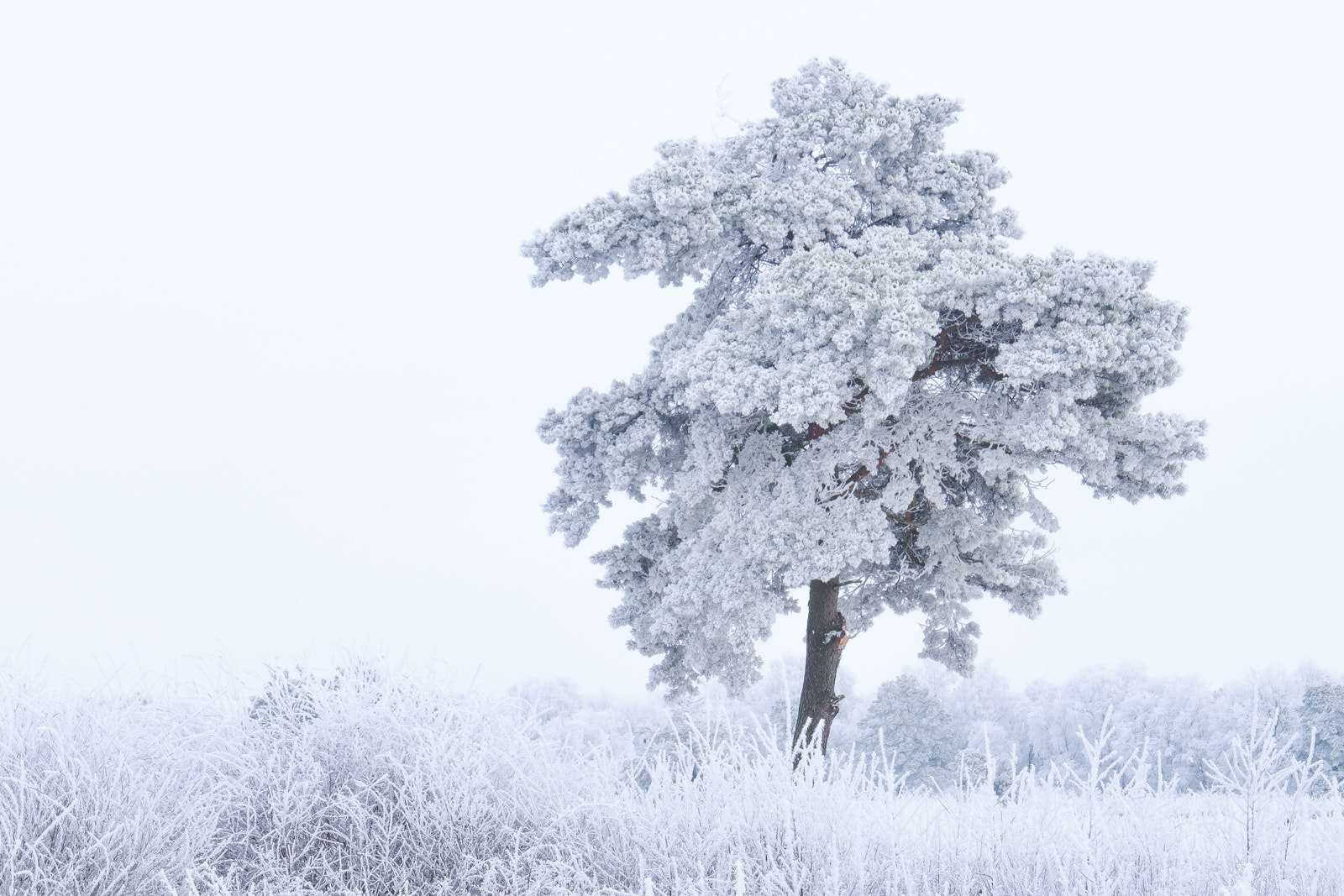 Fujifilm X-Pro2 sample photo. Winter in the moor ii photography