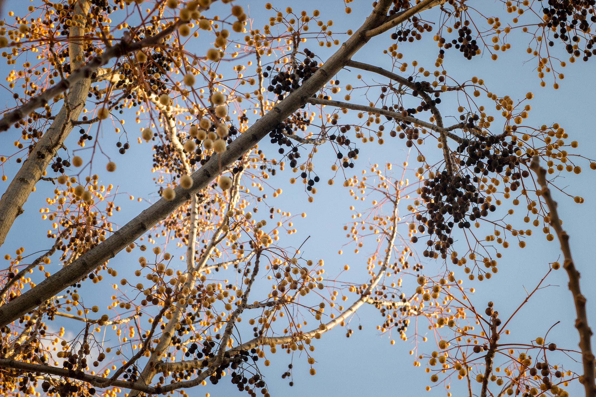 Sigma 50mm F1.4 EX DG HSM sample photo. Img photography