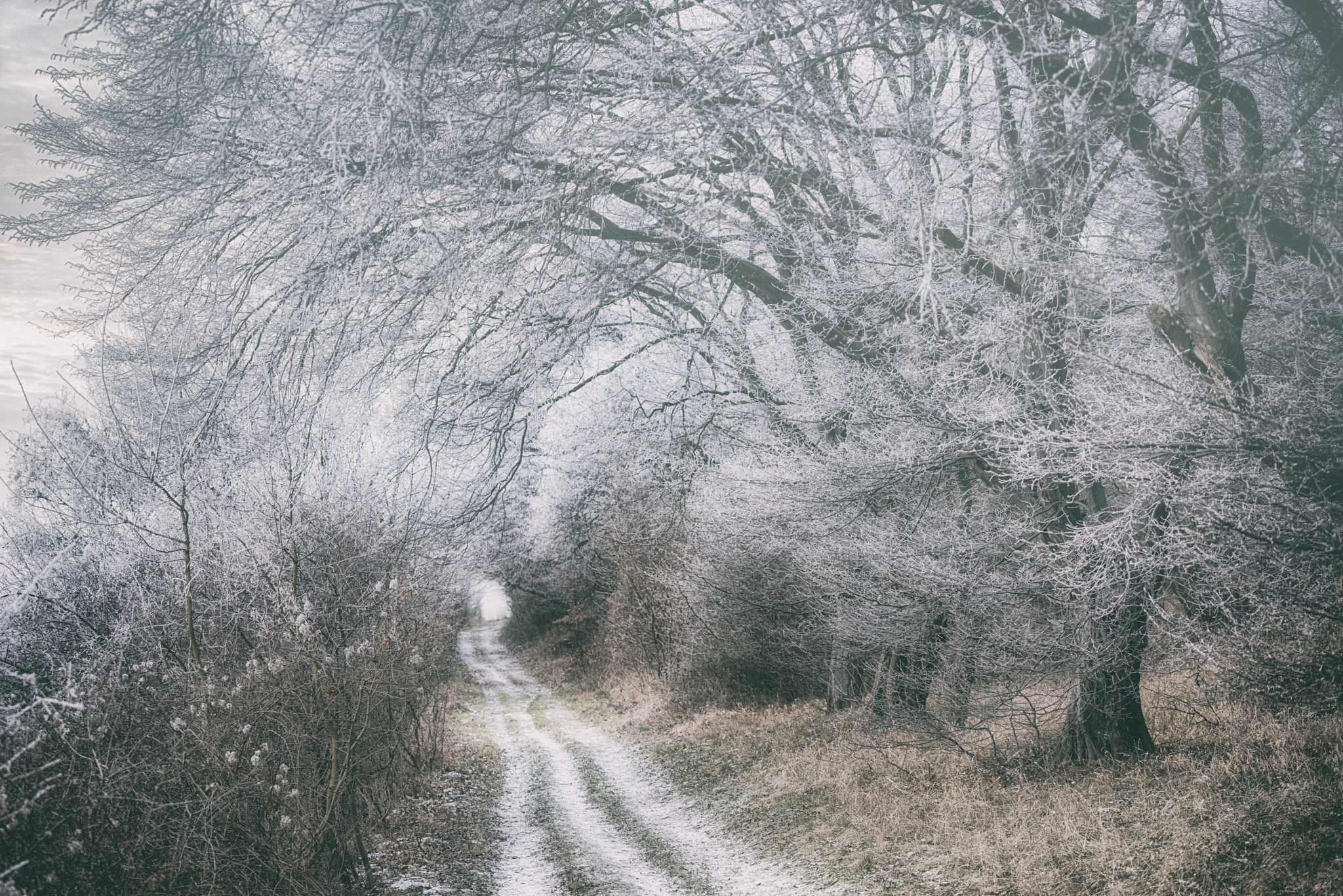 Sony a7R + Sony FE 70-200mm F4 G OSS sample photo. Frozen forest photography