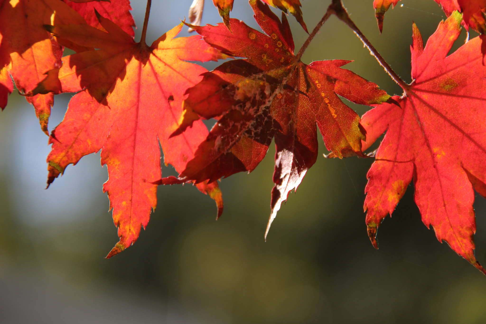 Canon EOS 100D (EOS Rebel SL1 / EOS Kiss X7) sample photo. 예쁜 단풍```` photography