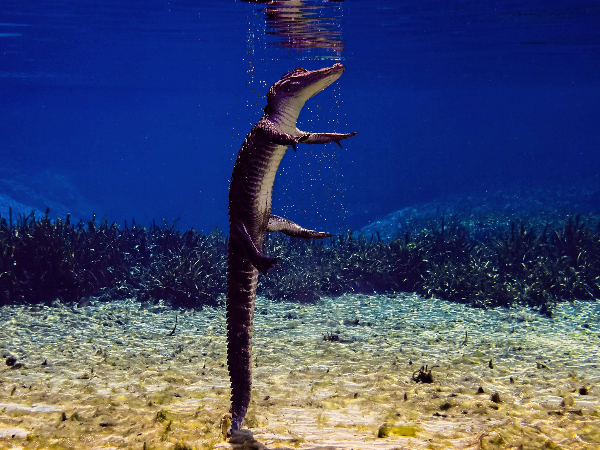 Olympus M.Zuiko Digital 14-42mm F3.5-5.6 II R sample photo. Diving alligator in alexander photography