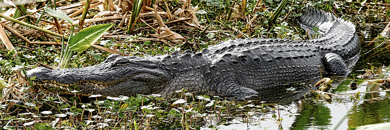 Nikon D800E sample photo. Alligator photography