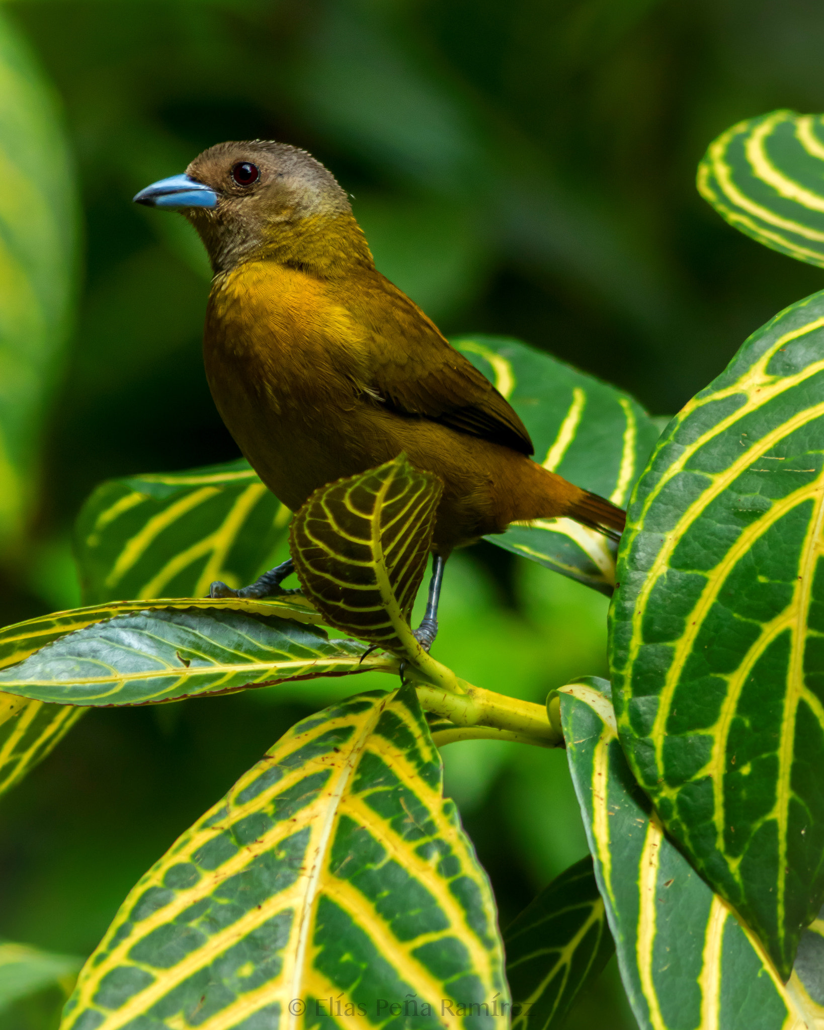 Canon EOS 7D Mark II + Canon EF 300mm F4L IS USM sample photo. Female passeriinii tanager-costa rica photography