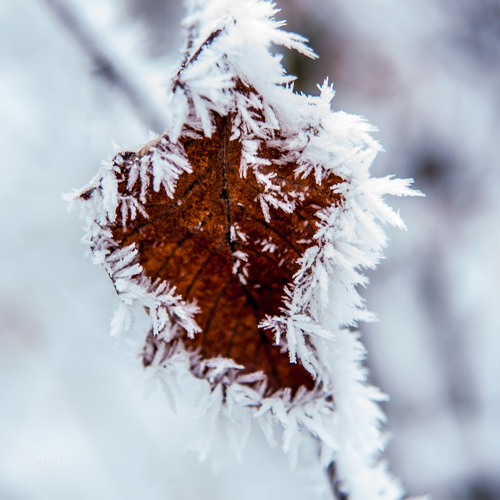 Sony Alpha DSLR-A700 + 24-70mm F2.8 sample photo. Forst photography
