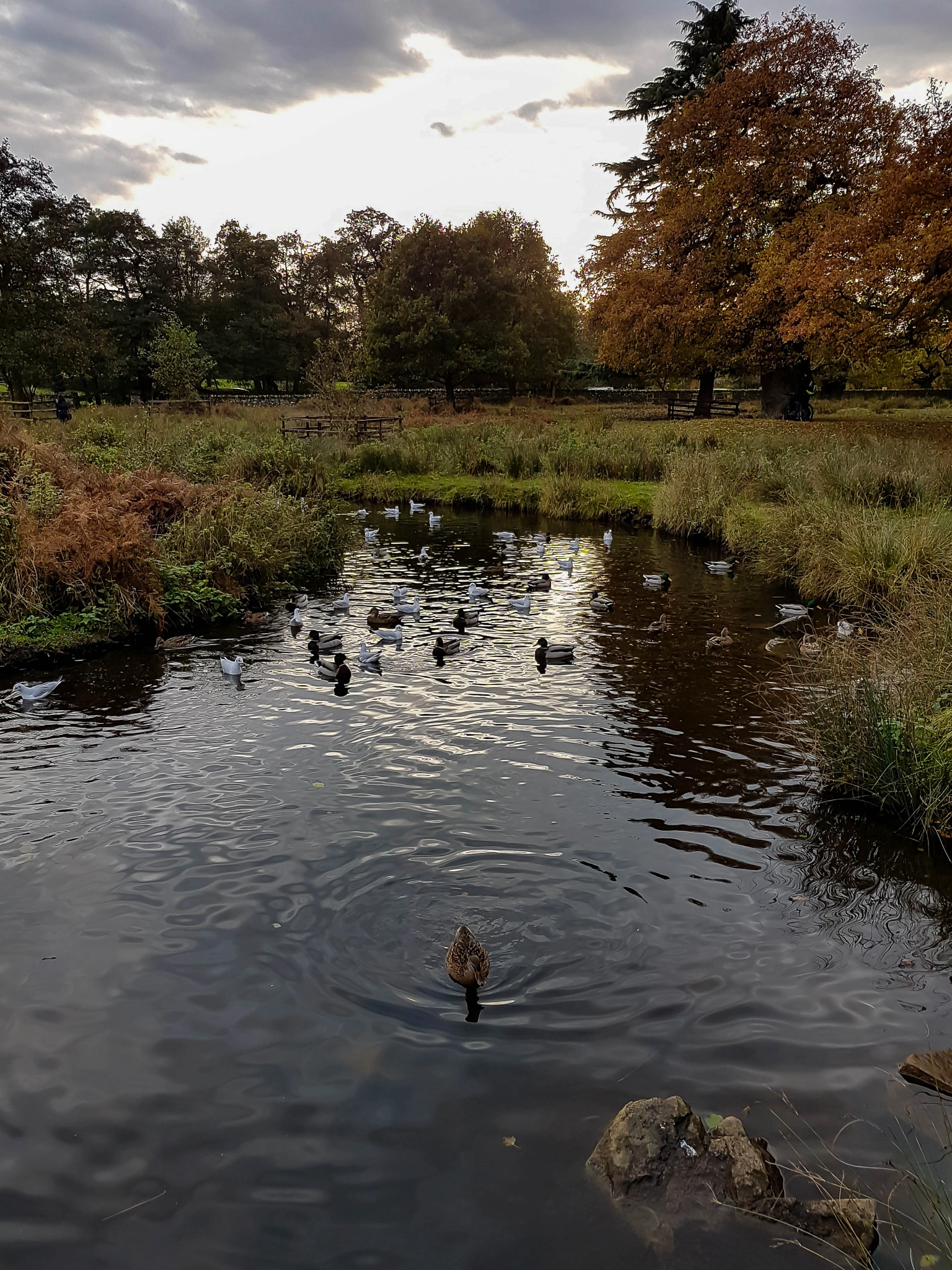 Samsung Galaxy S7 Rear Camera sample photo. Ducks at dusk photography