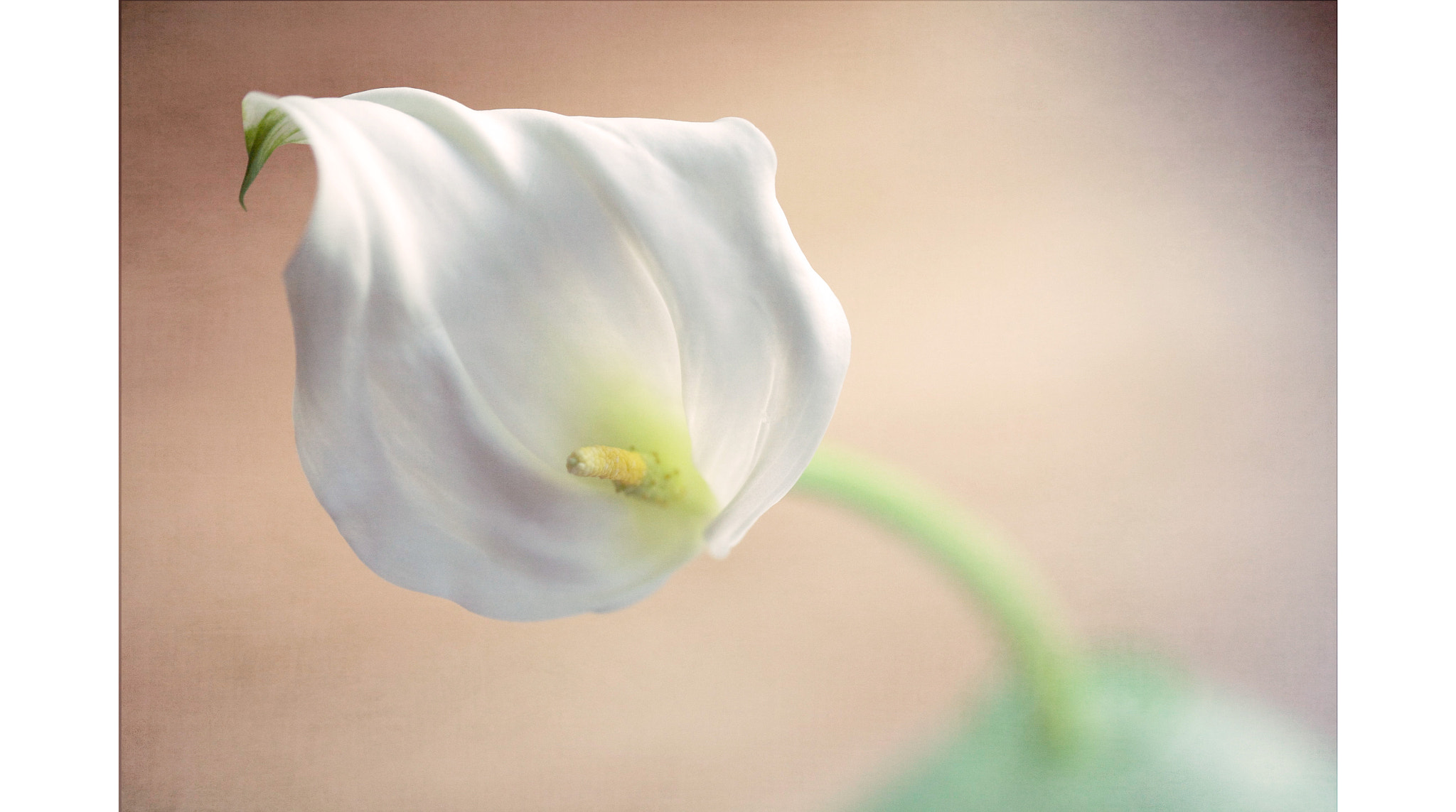 Canon EOS 5D sample photo. Killing me softly photography