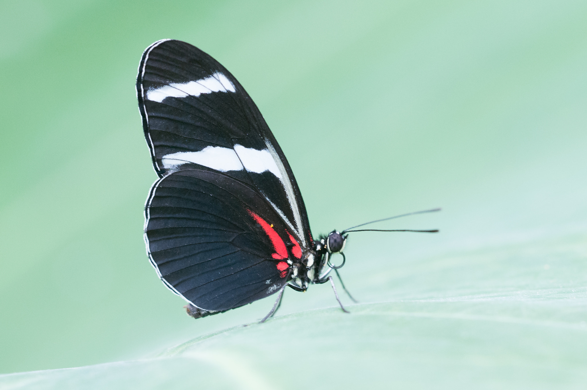 Sigma 150mm F2.8 EX DG OS Macro HSM sample photo. Heliconius antiochius photography