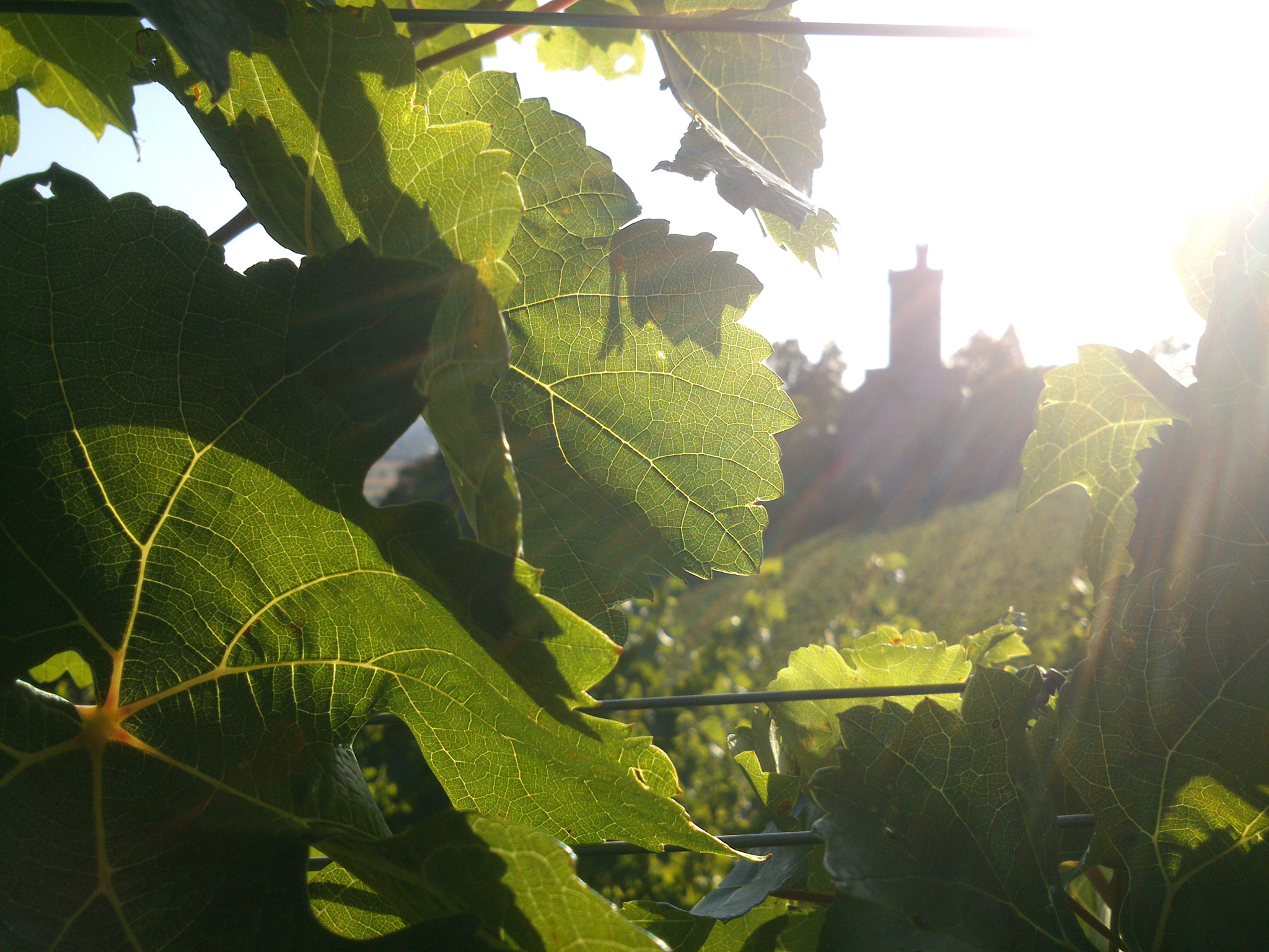 Sony Xperia P sample photo. Through the window of wine photography