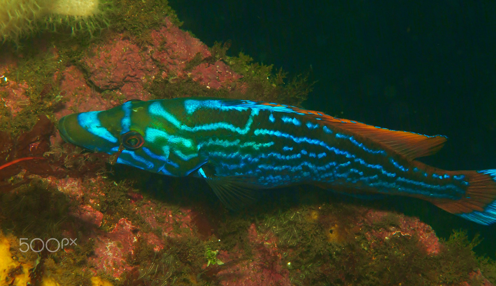 Fujifilm FinePix S2 Pro sample photo. Cuckoo wrasse photography