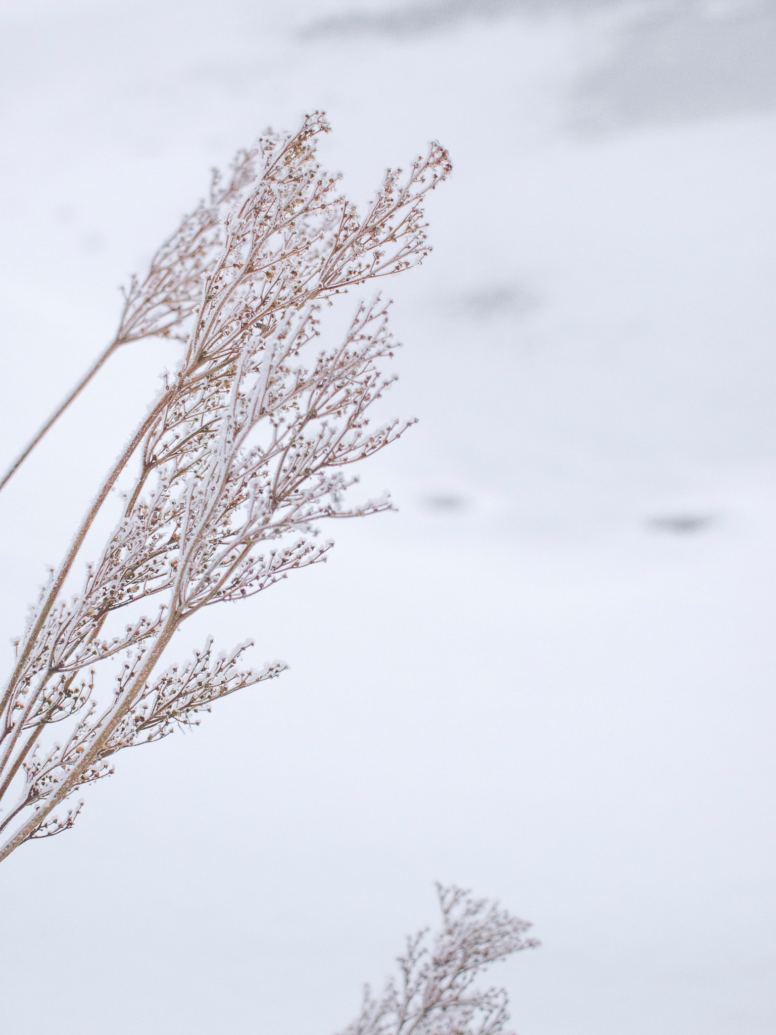Olympus PEN E-PL1 + Sigma 30mm F2.8 EX DN sample photo. Wintery shrub photography