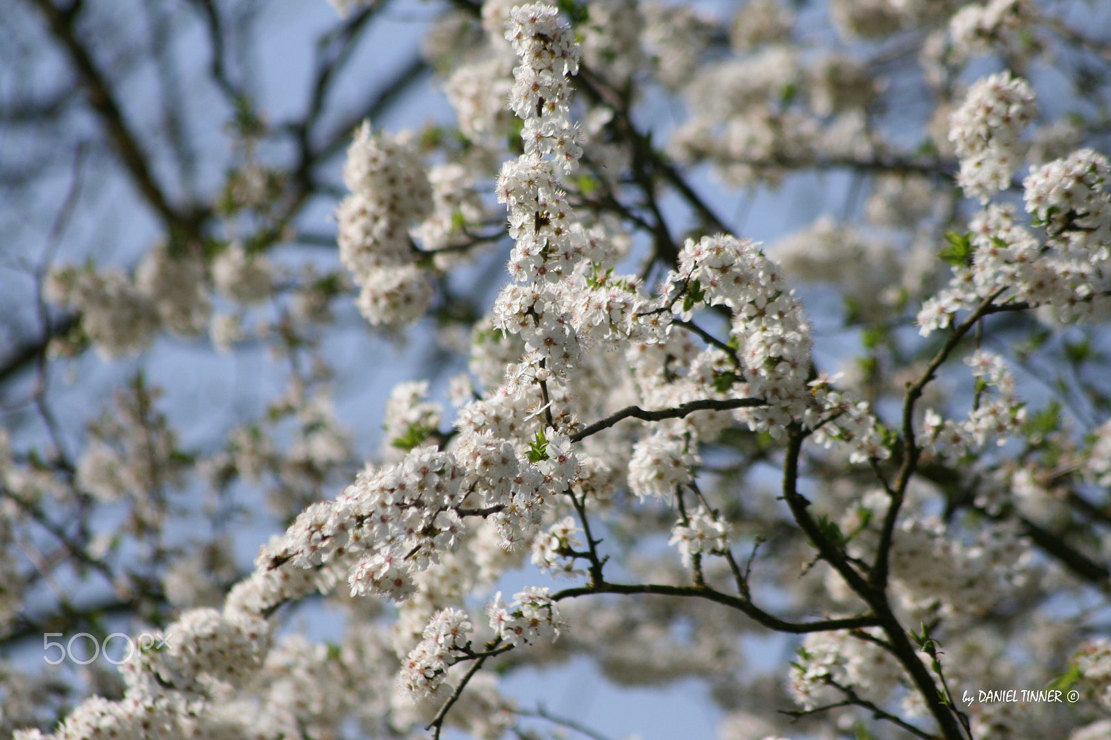 Sigma 70-300mm F4-5.6 APO DG Macro sample photo. When nature is awakening photography