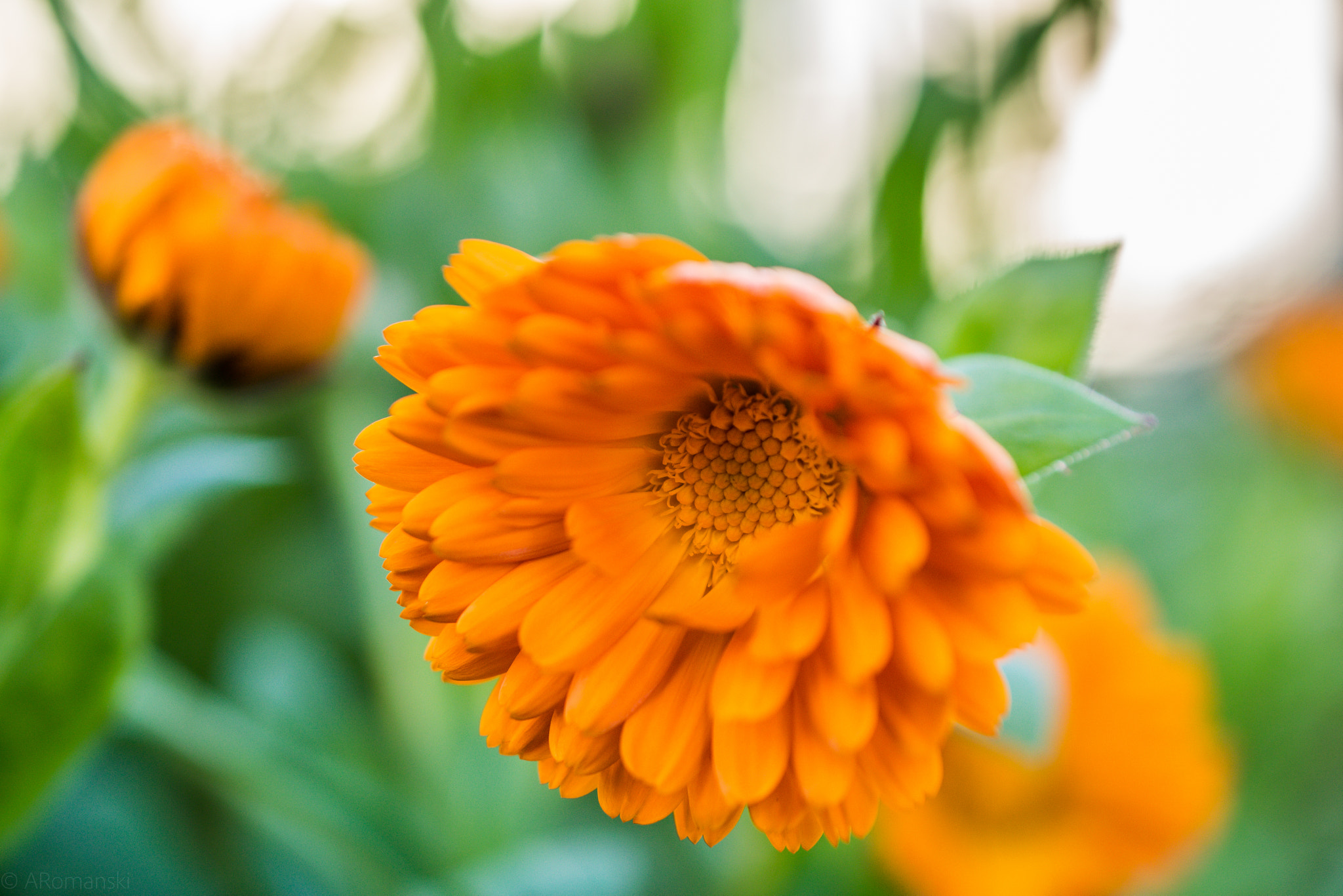 Nikon D5300 sample photo. Orange blooming flower photography