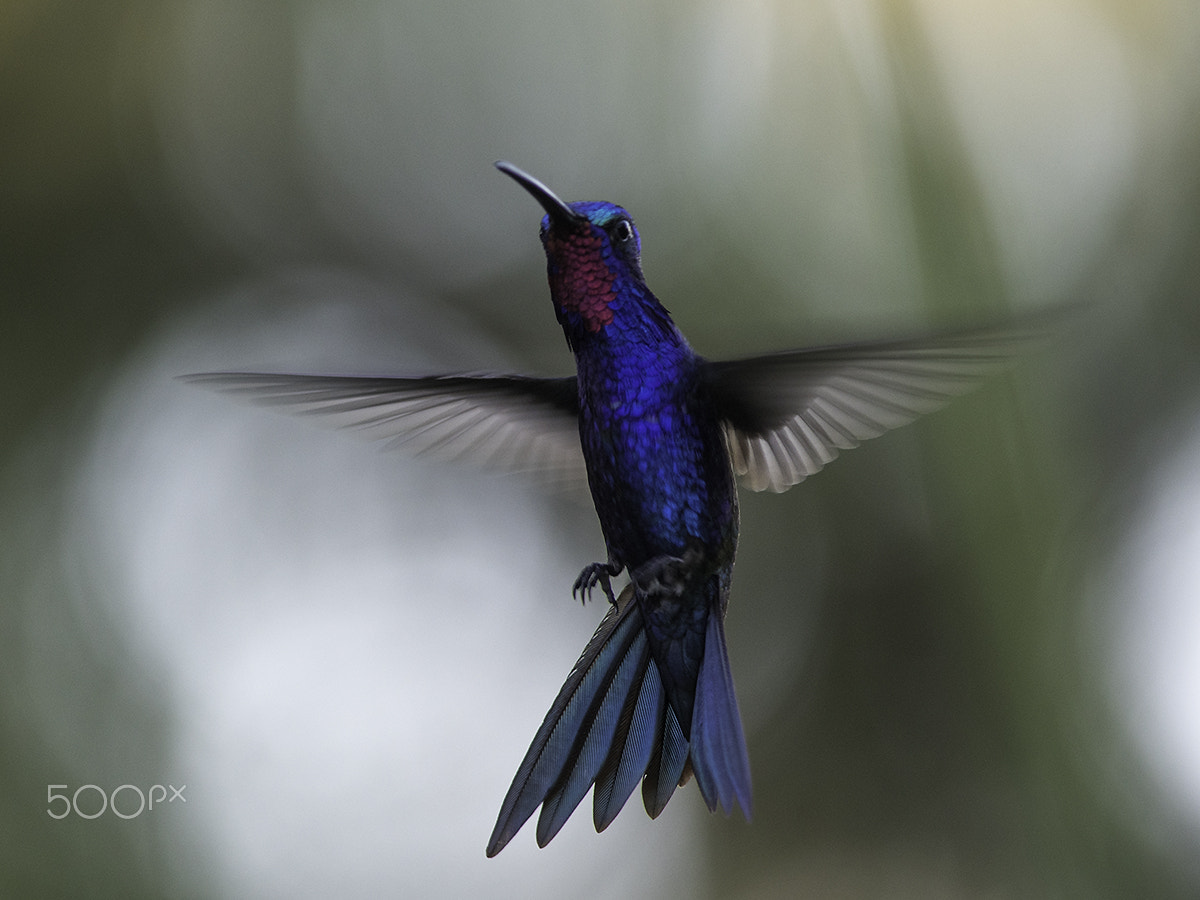Nikon D500 + Nikon AF-S Nikkor 300mm F4D ED-IF sample photo. Heliomaster furcifer photography