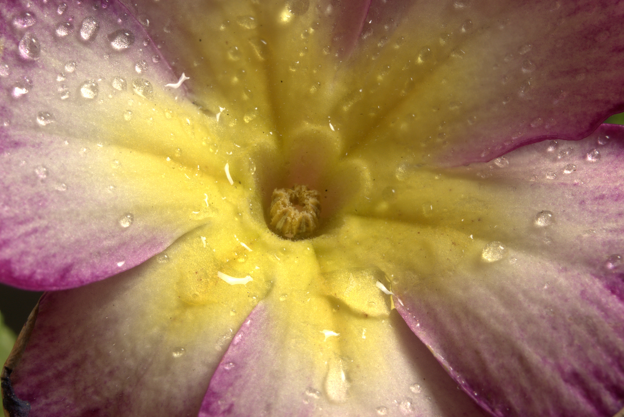 Sony Alpha DSLR-A290 + 35-70mm F4 sample photo