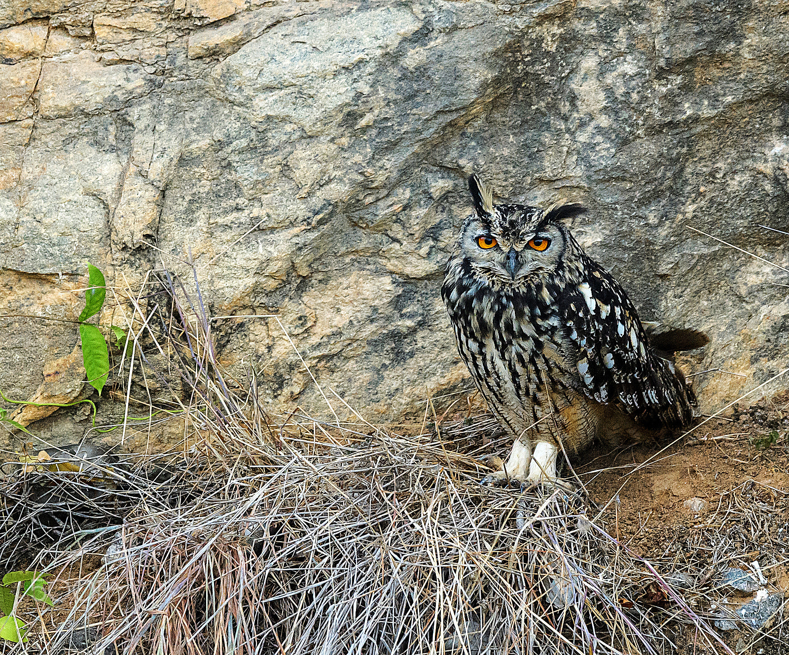 Nikon AF-S Nikkor 600mm F4E FL ED VR sample photo. Eagle owl photography