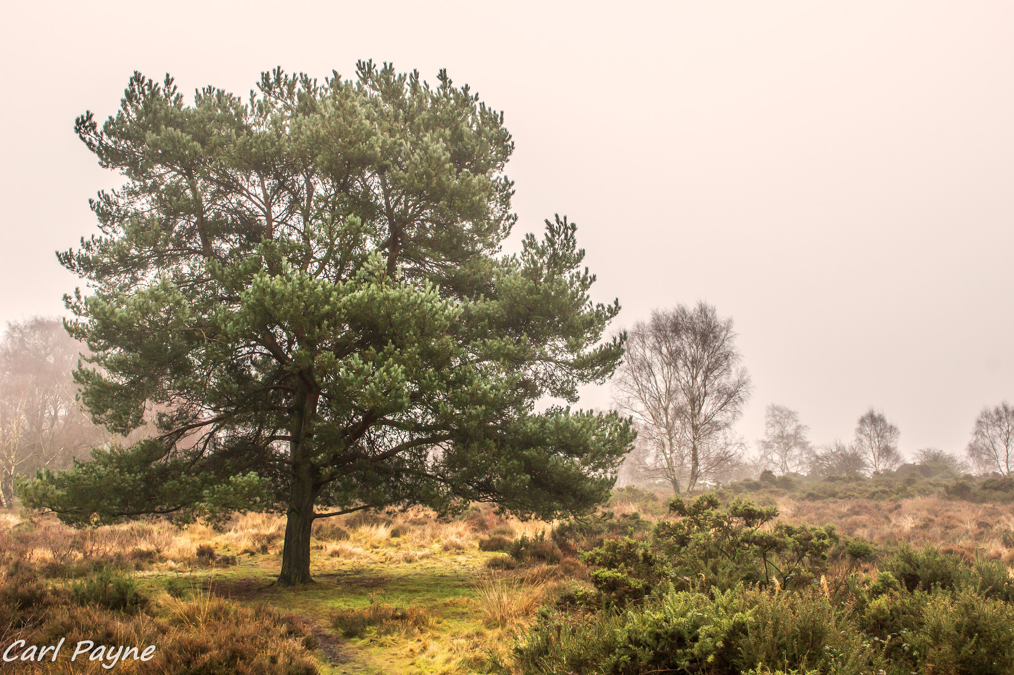 Canon EOS 100D (EOS Rebel SL1 / EOS Kiss X7) sample photo. Tree's in the mist photography