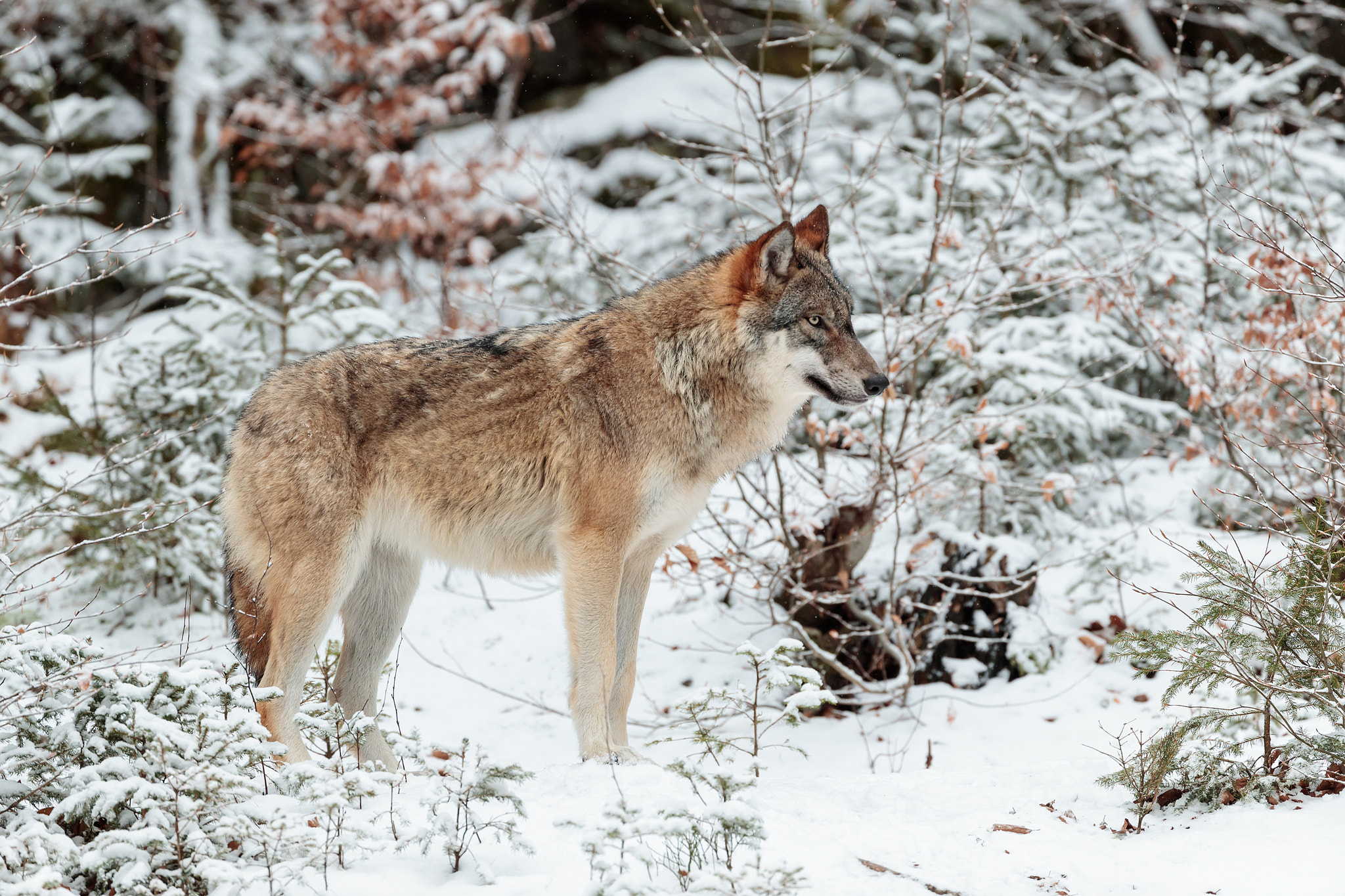 Canon EOS-1D X Mark II + Canon EF 200-400mm F4L IS USM Extender 1.4x sample photo. The king photography