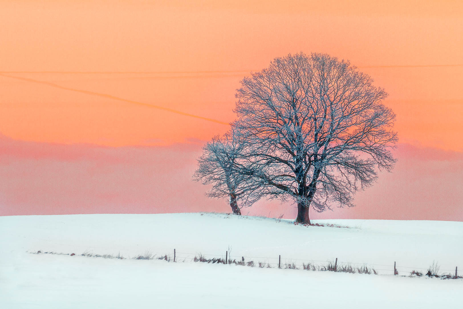 Tamron SP 35mm F1.8 Di VC USD sample photo. Winter tree photography