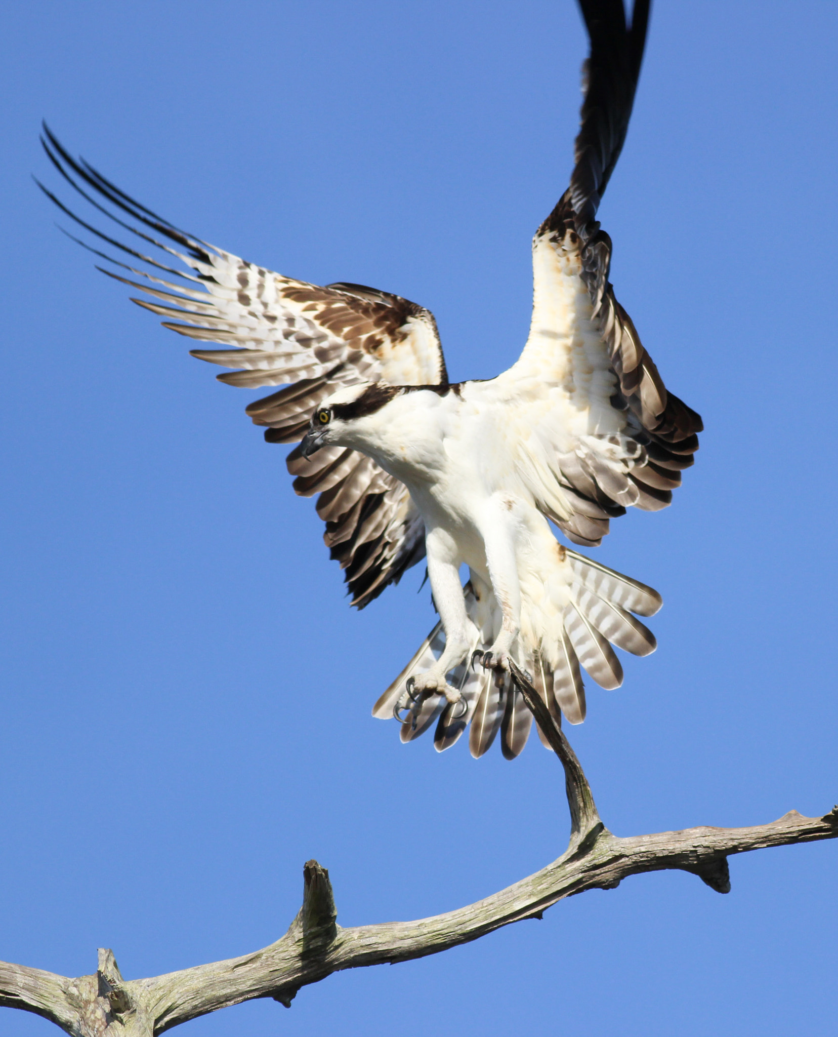 Canon EOS 600D (Rebel EOS T3i / EOS Kiss X5) + Canon EF 400mm F5.6L USM sample photo. Fish hawk photography