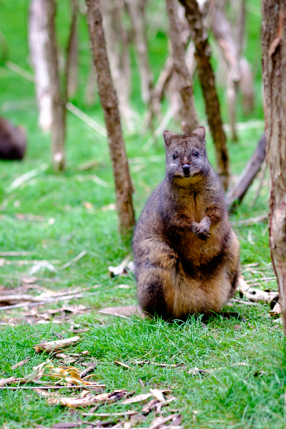 Fujifilm X-E2 + Fujifilm XF 60mm F2.4 R Macro sample photo. Wallaby photography