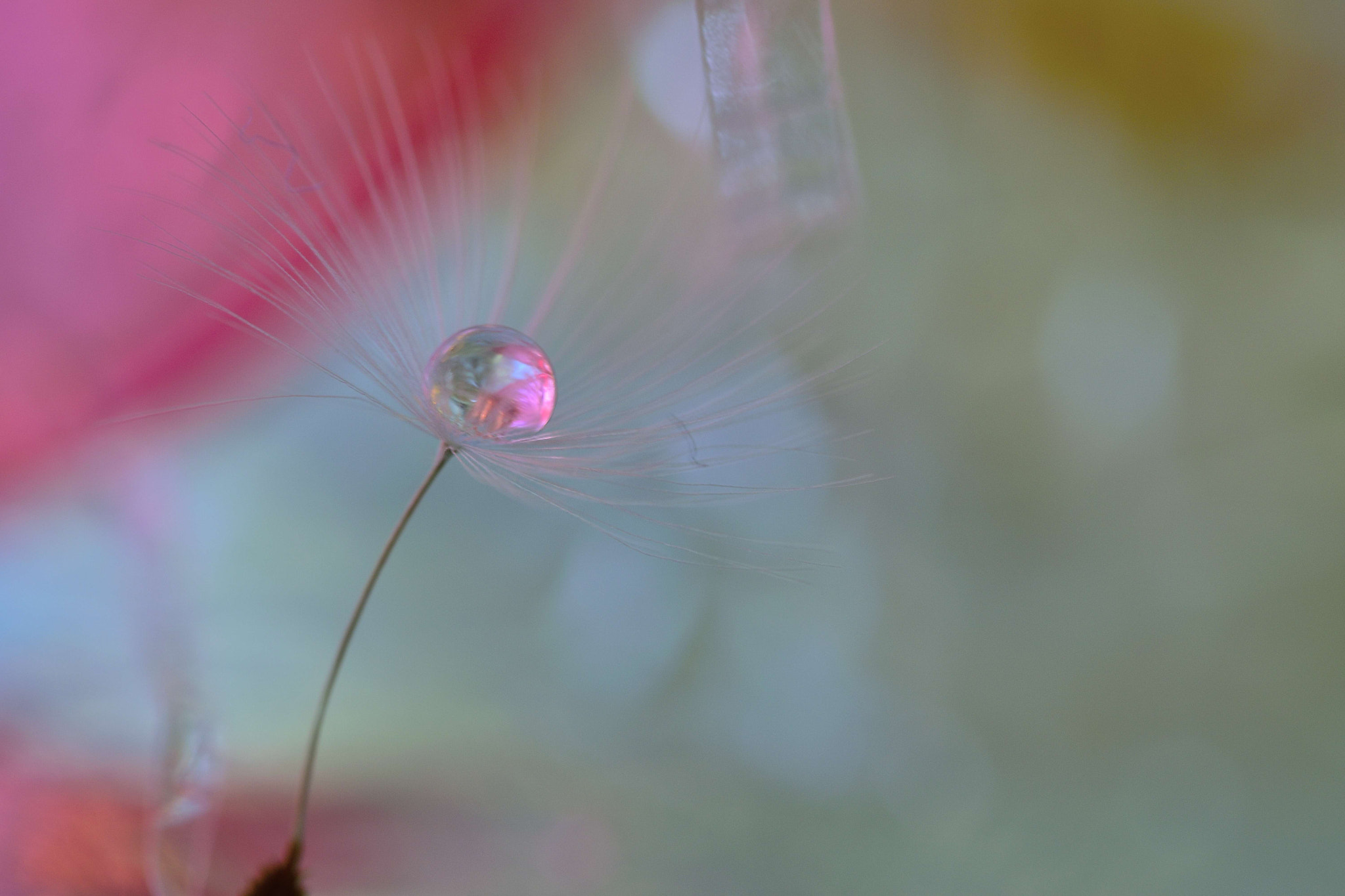 Sigma 105mm F2.8 EX DG OS HSM sample photo. I don't know... photography