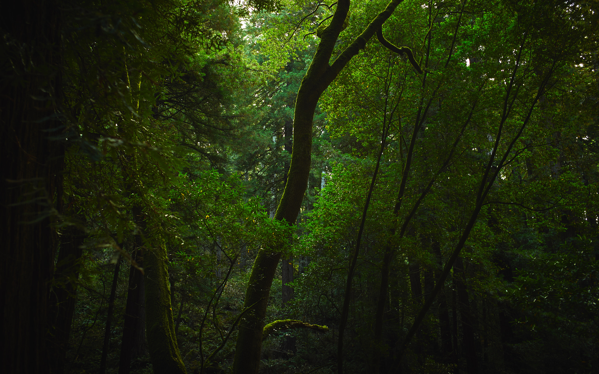 Leica Summicron-M 35mm F2 ASPH sample photo. Sequoia national forest photography