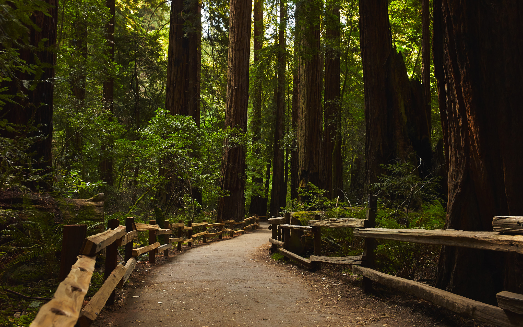 Leica Summicron-M 35mm F2 ASPH sample photo. Sequoia national forest photography