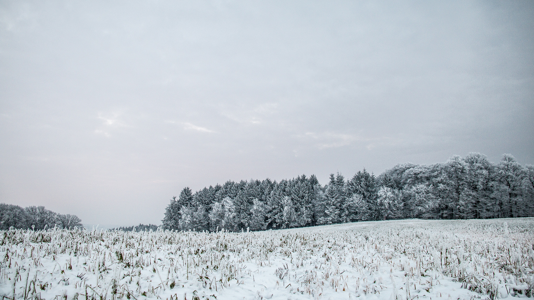 Winter landscape
