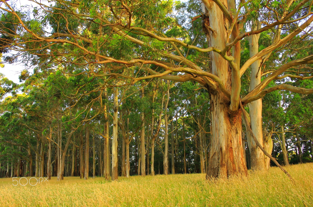 Canon EOS 60D sample photo. Reaching photography