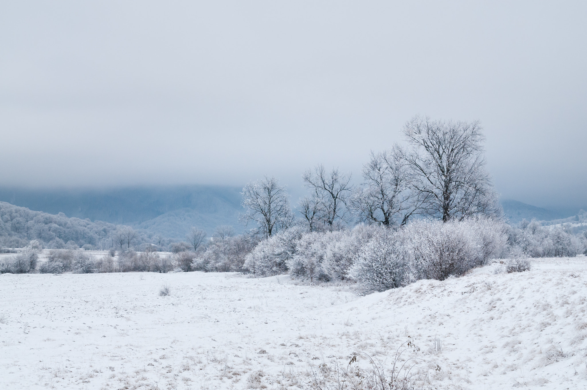 Nikon D300 sample photo. Winter trees.jpg photography