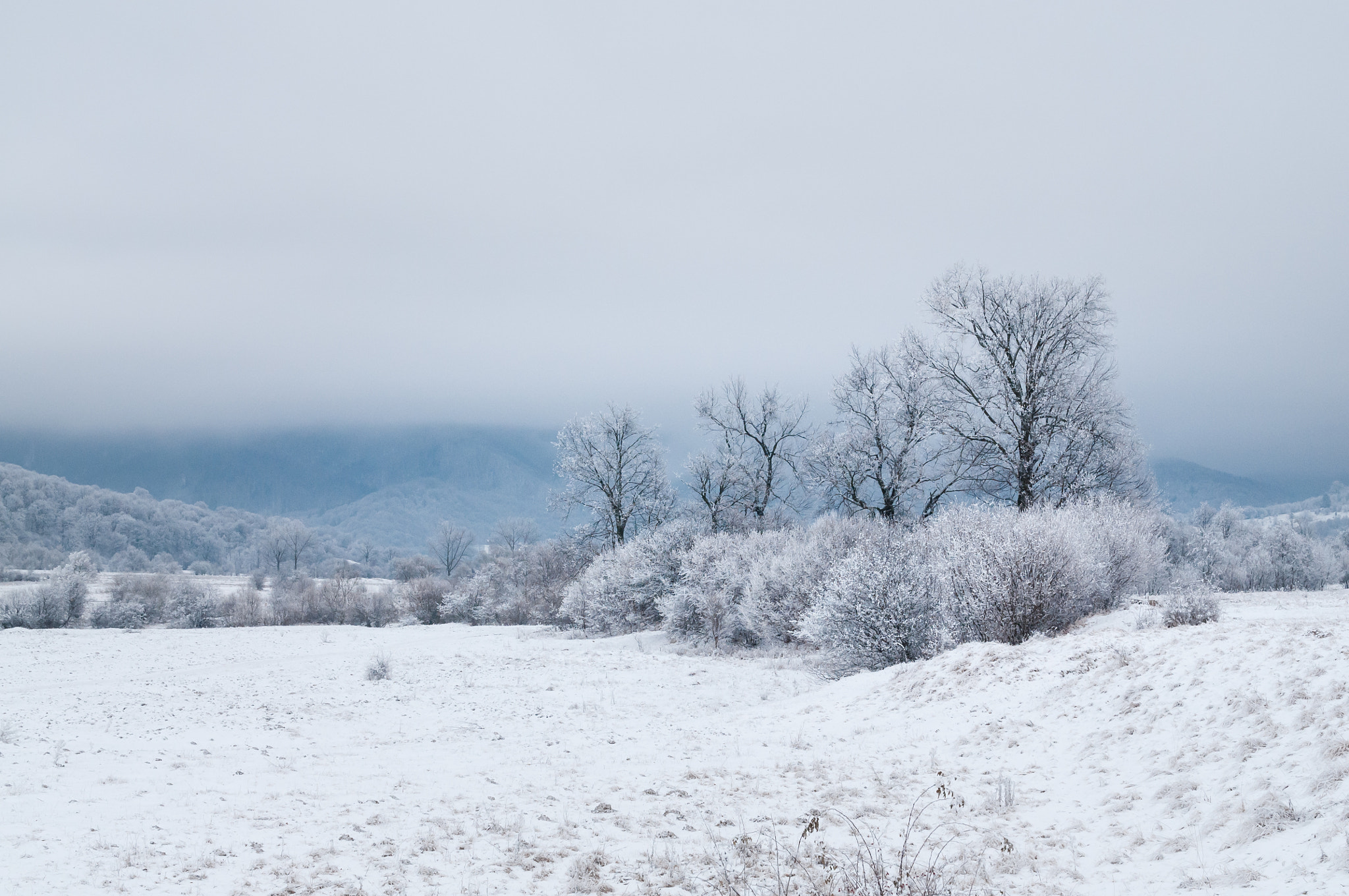 Nikon D300 + Sigma 18-50mm F2.8-4.5 DC OS HSM sample photo. Winter trees.jpg photography