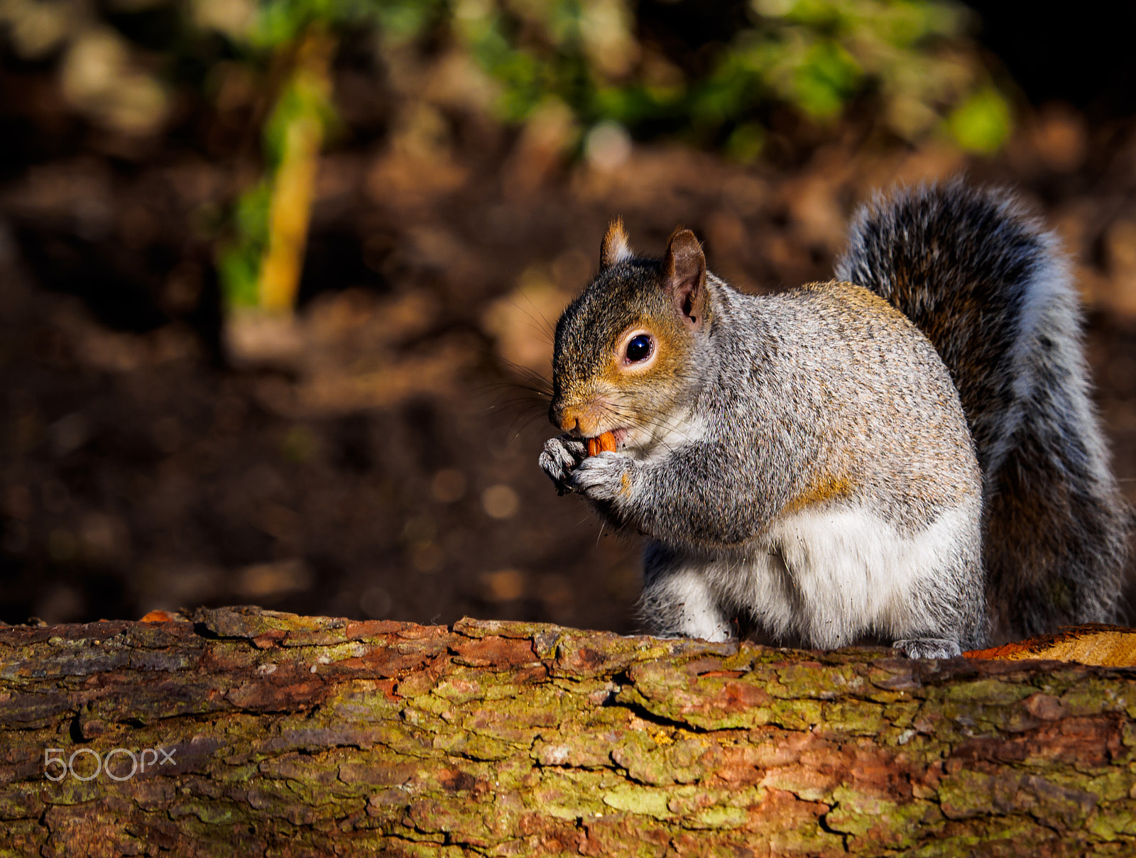 Olympus OM-D E-M1 + Olympus M.Zuiko Digital ED 40-150mm F2.8 Pro sample photo. Squirrel on a log photography