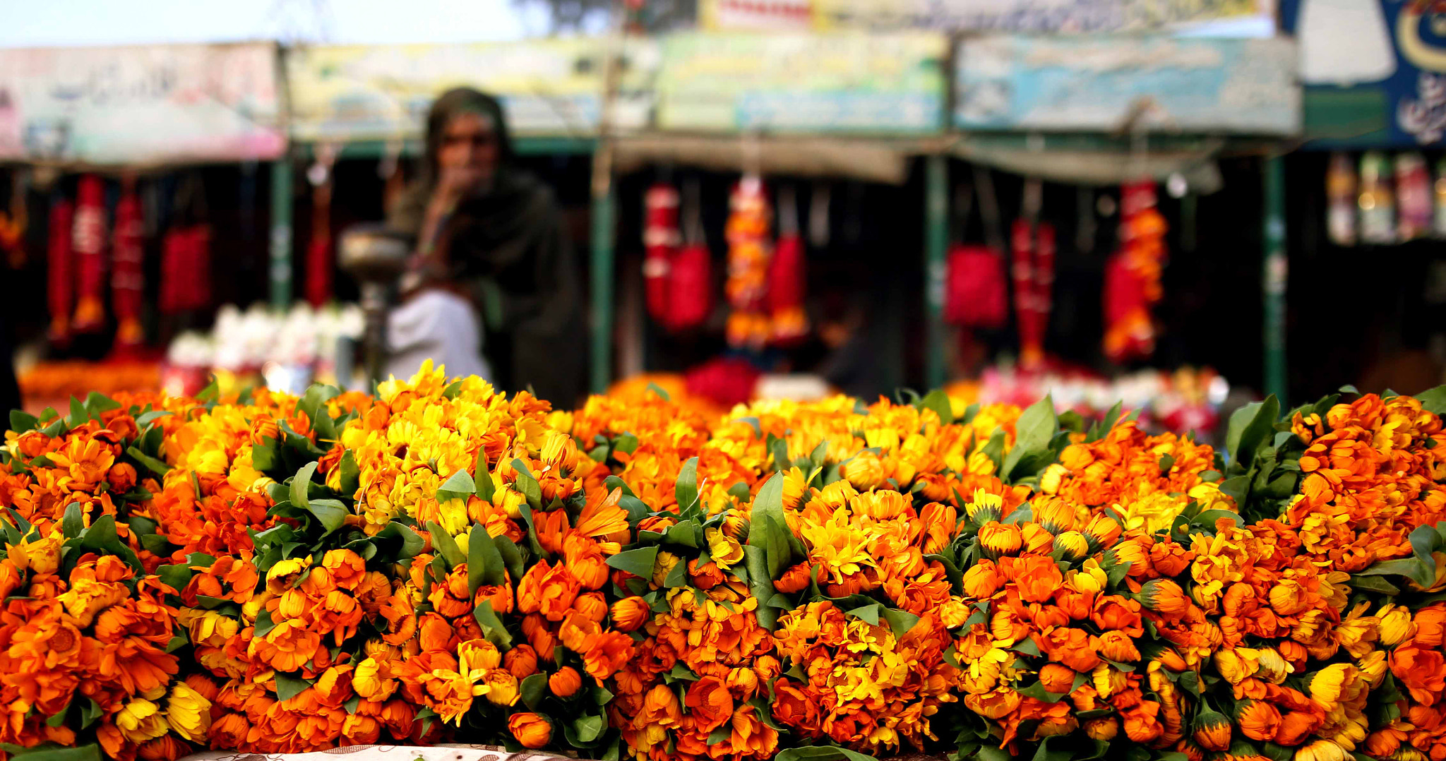Sigma 24-35mm F2 DG HSM Art sample photo. Nature seller photography