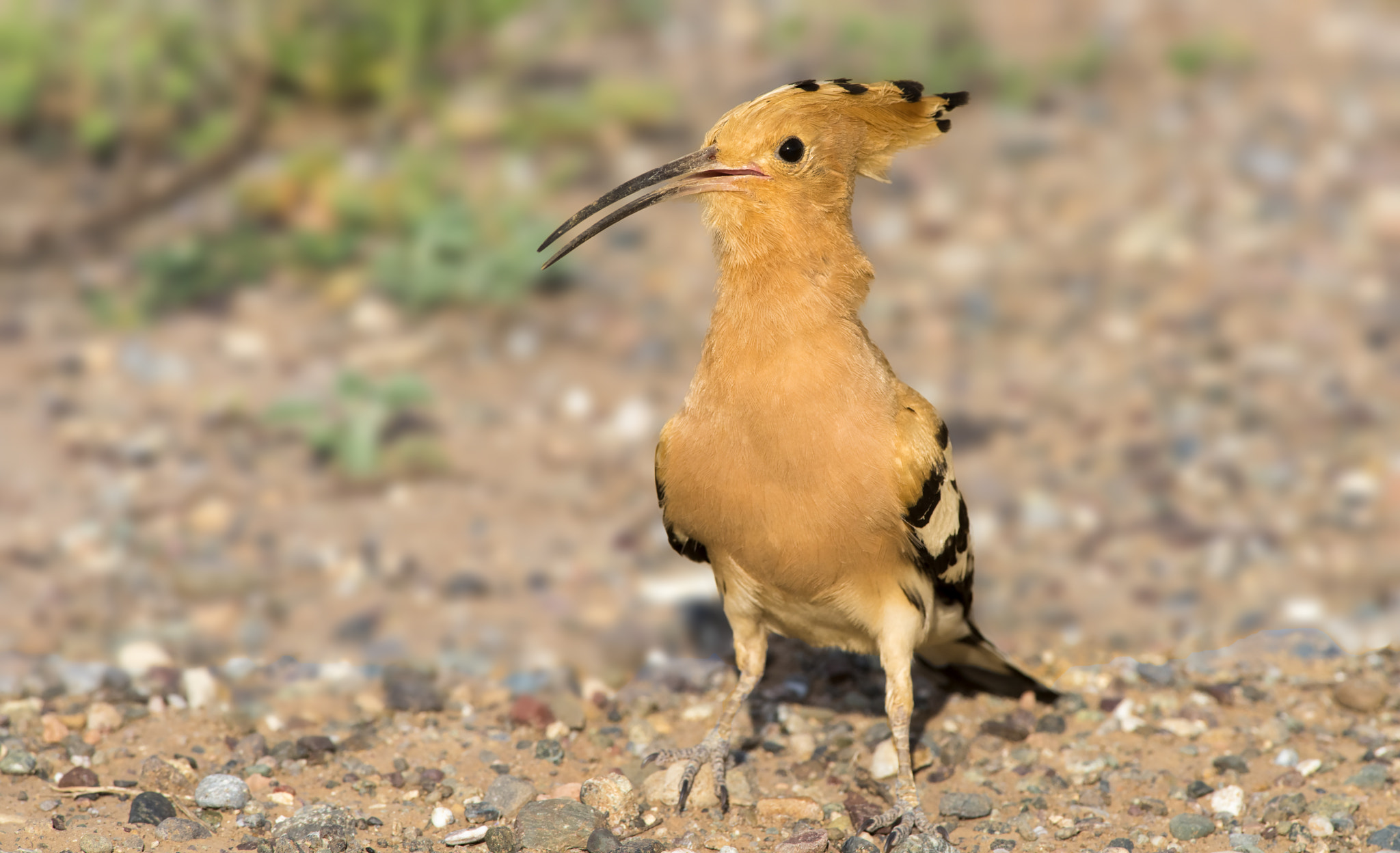 Nikon D810 + Nikon AF-S Nikkor 300mm F4D ED-IF sample photo. Eurasian hoopoe / upupa epops photography