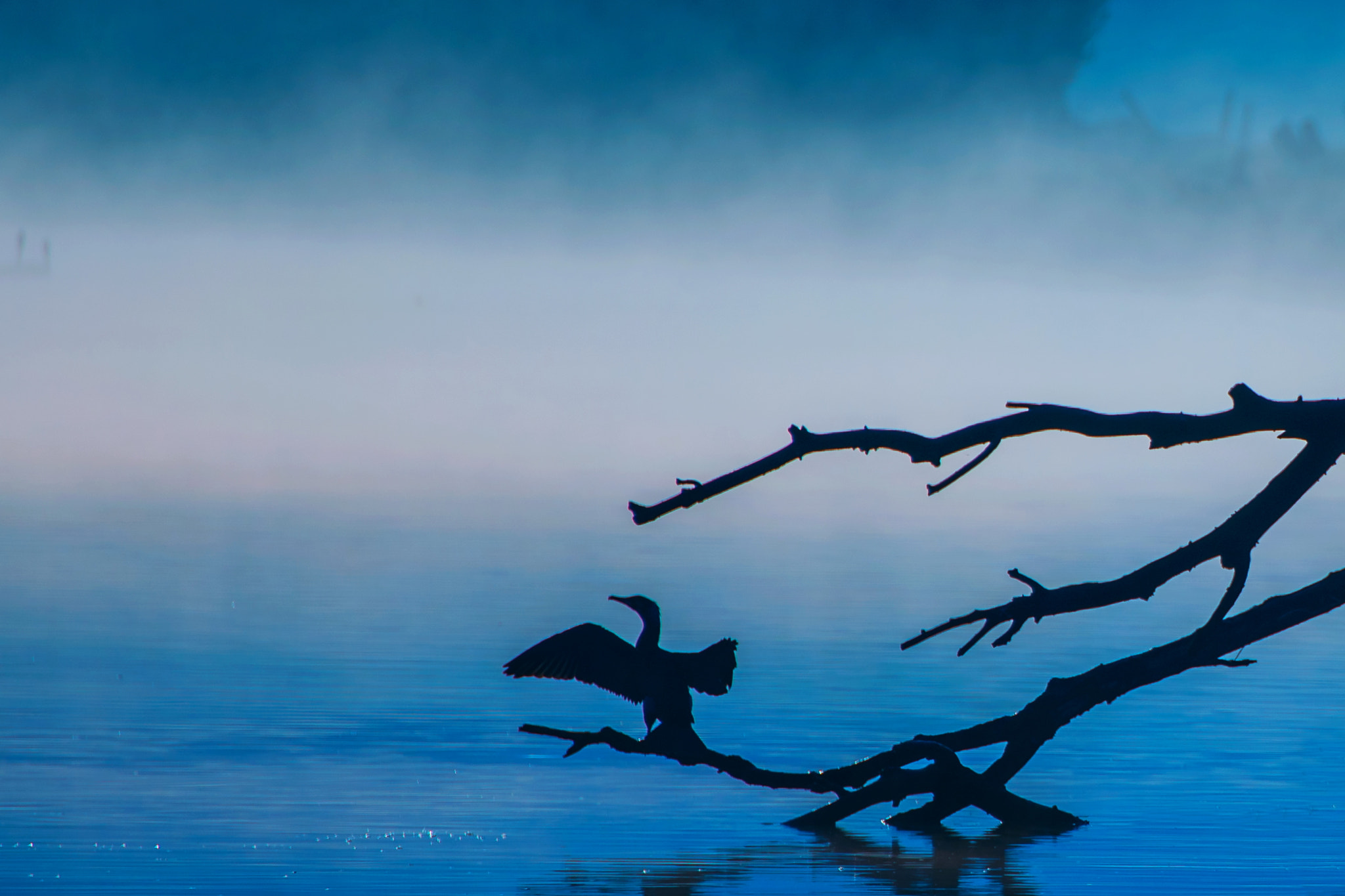 Nikon D800 sample photo. Black cormorant on the lake... photography