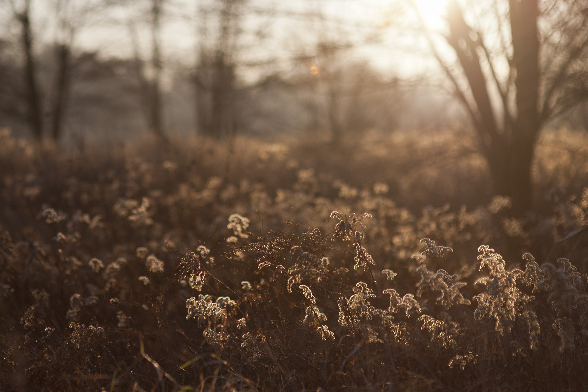 Nikon D700 + Sigma 85mm F1.4 EX DG HSM sample photo. Low sun photography