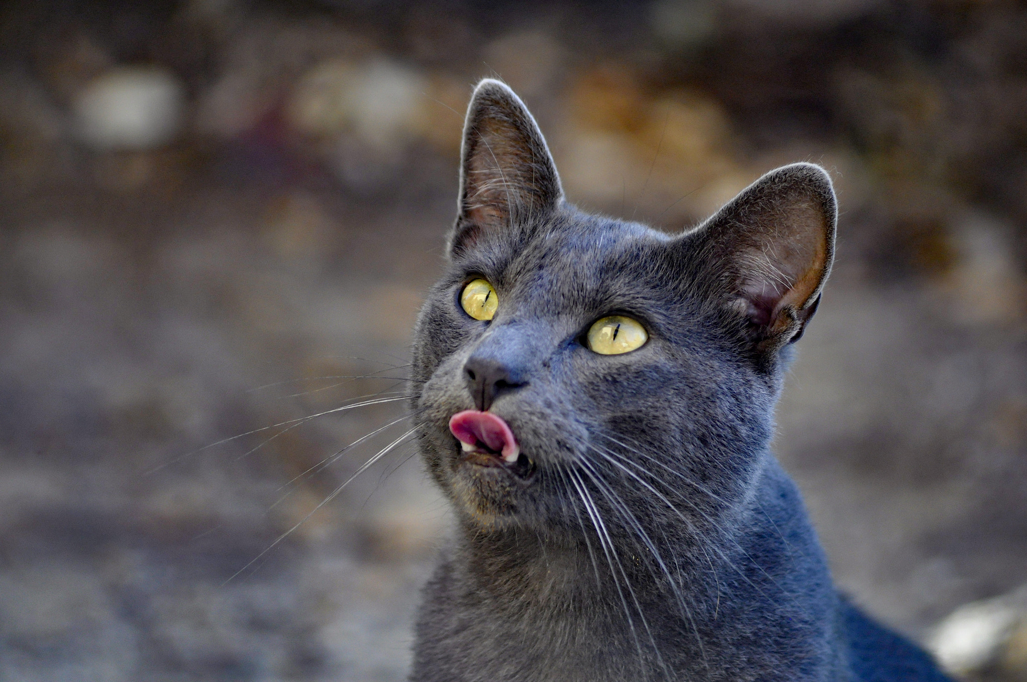 Sigma 70-300mm F4-5.6 APO DG Macro sample photo. Cat photography