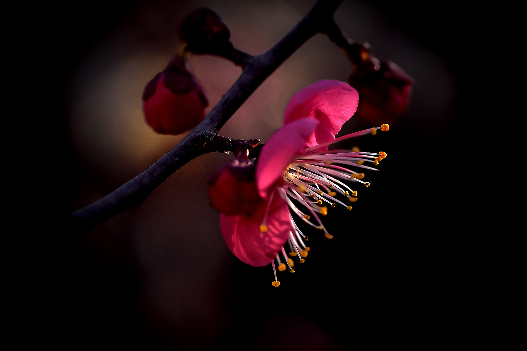 Sony a7R sample photo. Red plum・・紅梅 photography