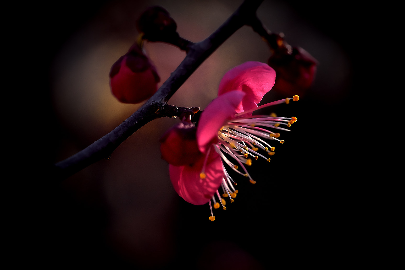 Sony a7R + Sony FE 90mm F2.8 Macro G OSS sample photo. Red plum・・紅梅 photography